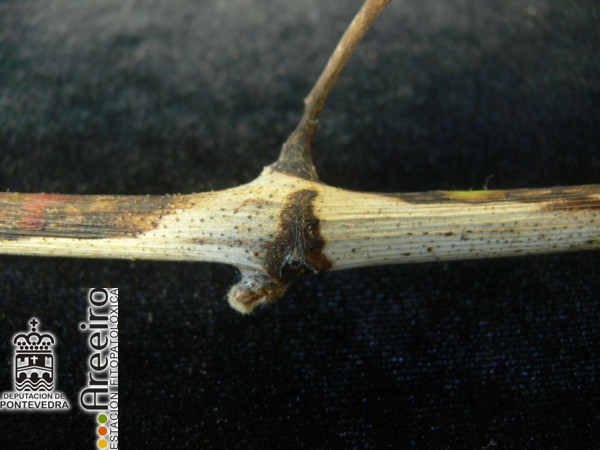 Excoriosis - Phomopsis cane and leaf spot - Excoriose >> Phomopsis viticola (Excoriosis) - Sintomas en sarmiento.jpg